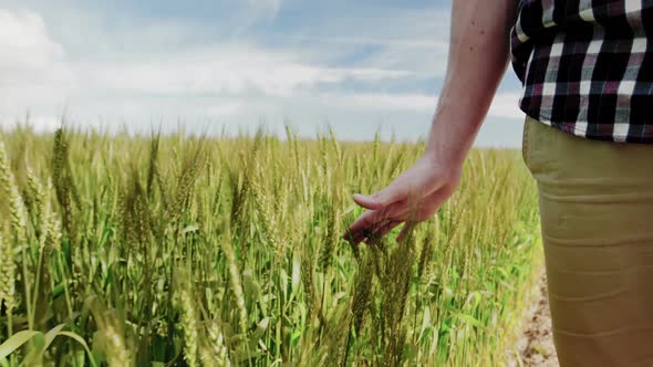 Close-up of man touching wheat crops in field alt