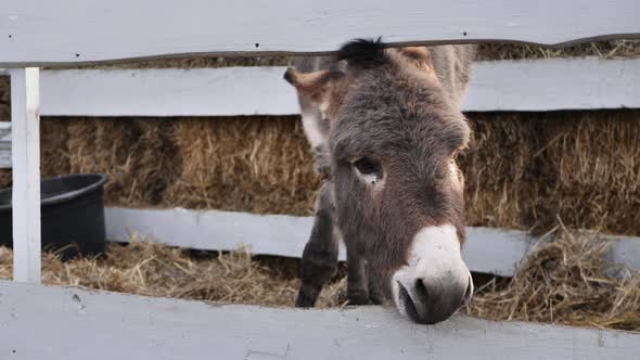 A Donkey Stands in a Wooden Fence in the Winter in the Cold