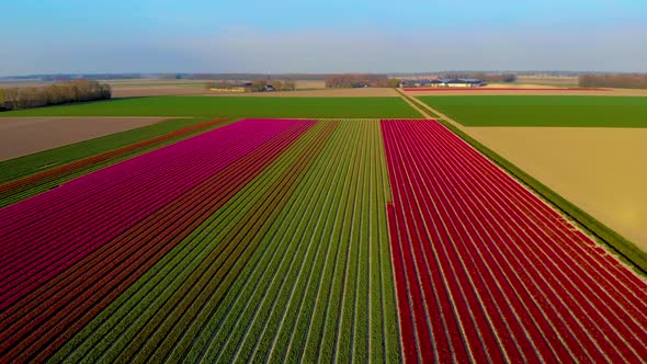 Tulip Field in The Netherlands Colorful Tulip Fields in Flevoland Noordoostpolder Holland Dutch alt