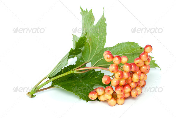Viburnum branch with berries - Stock Photo - Images