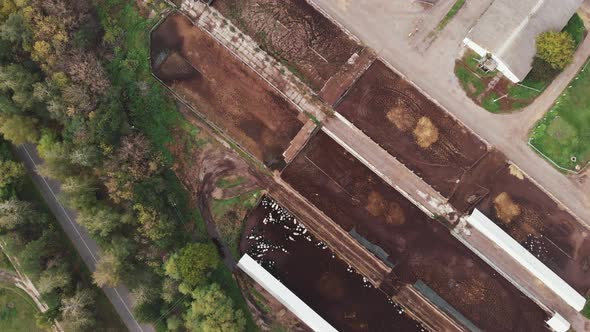 Aerial drone shot of herd of cows eating at trough. Modern farm barn with milking cows eating hay alt