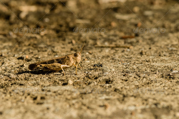Brown cricket camouflage - Stock Photo - Images