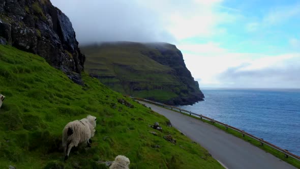Sheep and Lamb in the Steep Hillside Walking Near Road