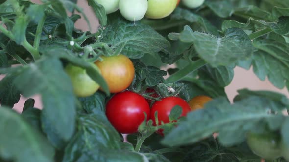 Bush Of Tomatoes In A Pot. Clusters Of Tomatoes Are Visible. Some Are Ripe, Some Are Still Green alt