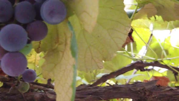 Close up shot of grapes hanging with green leaves around autumn season alt