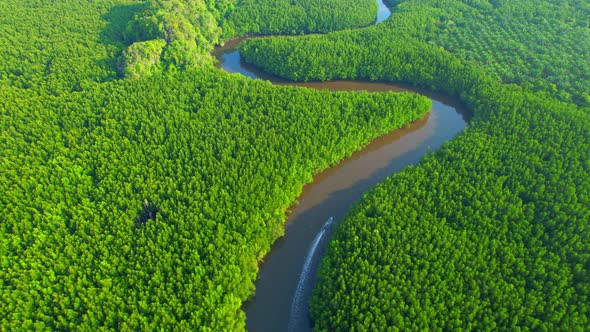 Top view of winding river in tropical mangrove green tree forest in khao jom pa alt
