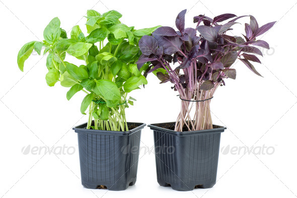 Green and purple basil growing in the flowerpot - Stock Photo - Images