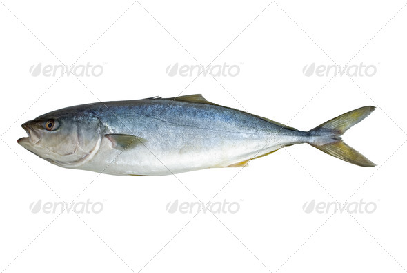 Single tuna fish - Stock Photo - Images