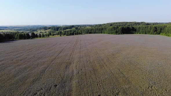 1 Flowering Field Of Phacelia