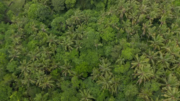 Tilting Into Overhead Aerial View of the Thick Lush Green Treetops in the Canopies of Rainforest alt