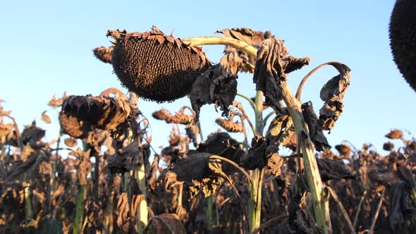 Field of Dry Sunflowers in the Fall Before the Harvest alt