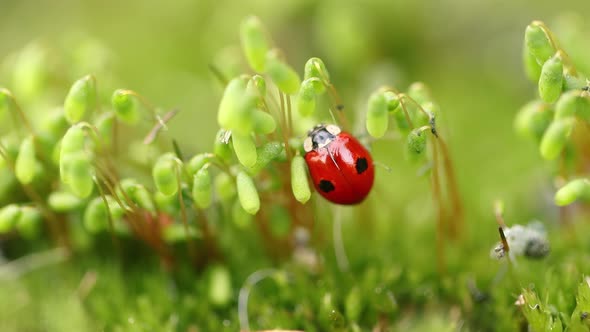 Closeup Wildlife of a Ladybug in the Green Grass in the Forest alt