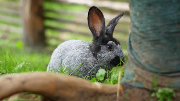 Cute fluffy gray rabbit with big ears looking straight into the camera, green flower meadow