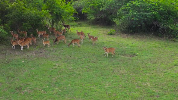 Spotted Deer in the National Park of Sri Lanka alt