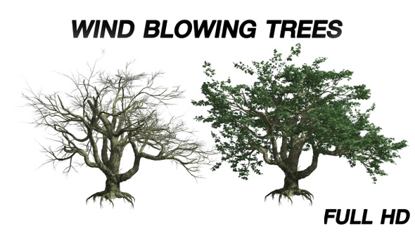 Wind blowing Maple Tree