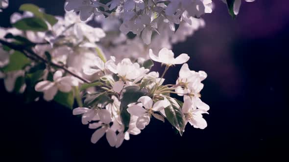 Apple Tree Flowering Branch