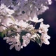 Apple Tree Flowering Branch - VideoHive Item for Sale