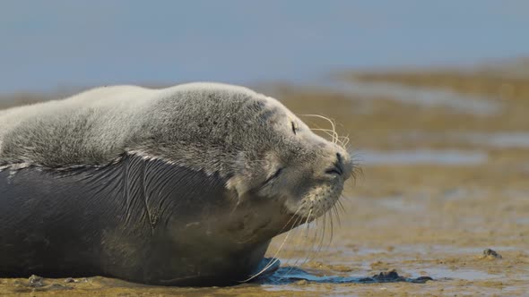 Funny expressive extreme close up of young seal on the sandy beach alt