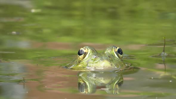 Frog alt