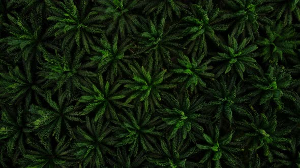 Aerial view Top-view Palm Oil Tree Plantation from above. Aerial HD birds eye view. Krabi, Thailand. alt