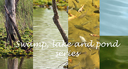 Swamp, Lake and Pond