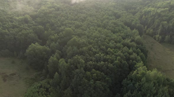 Summer Forest Flying Sideways 01