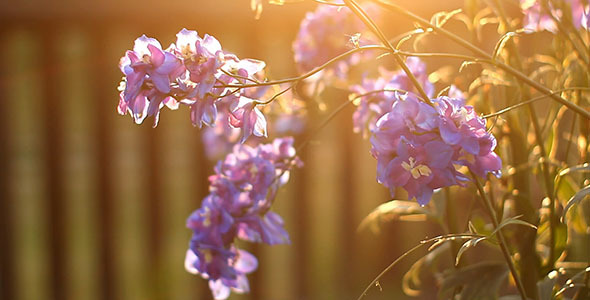 Best Free Commercial Slow Motion Nature Garden Video Images Best Free Commercial Slow Motion Nature Garden Video Images