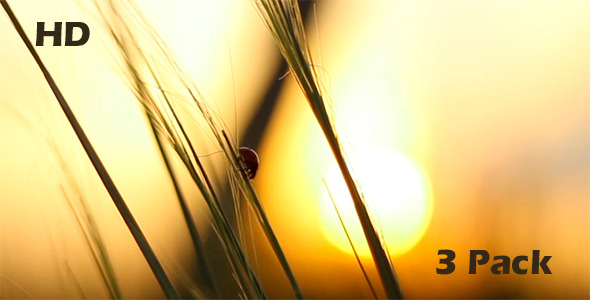 Ladybird Crawls Through the Grass at Sunset