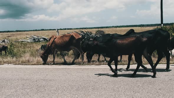 Herd of African Humpback Cows Walking at the Side of the Asphalt Road Zanzibar alt