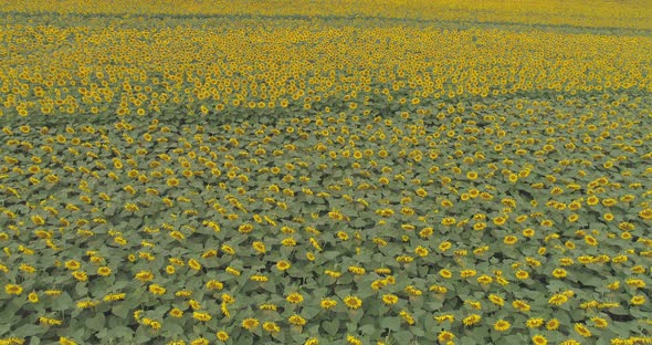 Aerial view of sunflower field alt