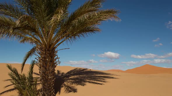 Merzouga Desert03 alt