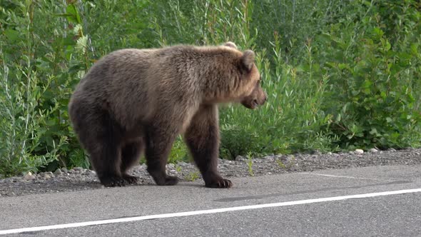 Kamchatka Brown Bear Lies on Roadside of Asphalt Road