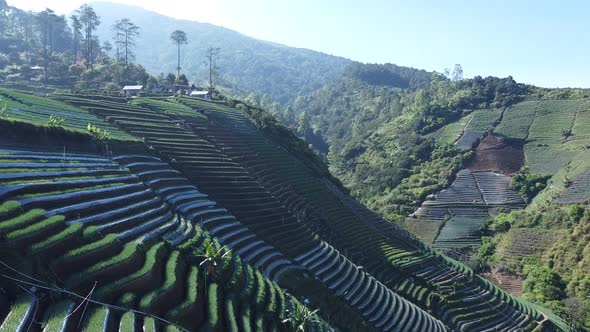 Beautiful Terracing  alt