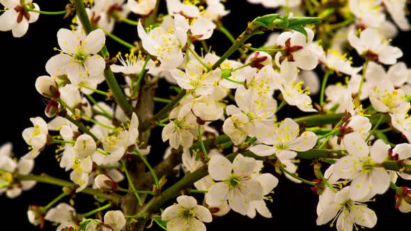White Cherry Tree Flowers Blossoms alt