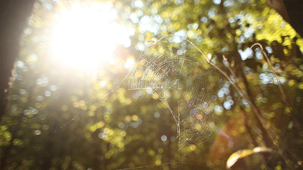 Spider Web In The Wind
