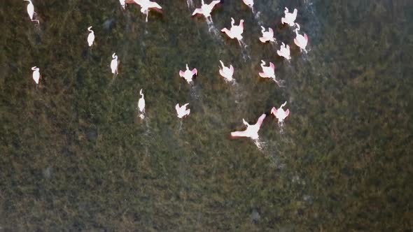 Pretty Pink Flamingos Moving Across The Coastal Area At The Beach In Vendicari, Sicily, Italy - Dron alt