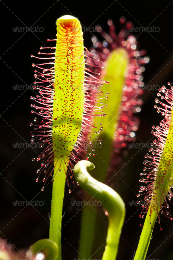 Cape Sundew Carnivorous Plant - Stock Photo - Images
