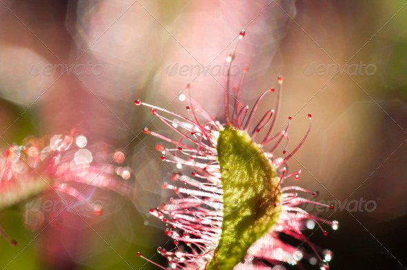 Cape sundew Carnovorous Plant - Stock Photo - Images
