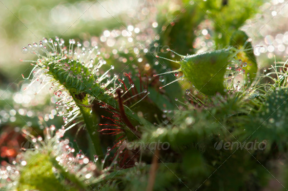 Cape Sundew Carnivorous Plant - Stock Photo - Images