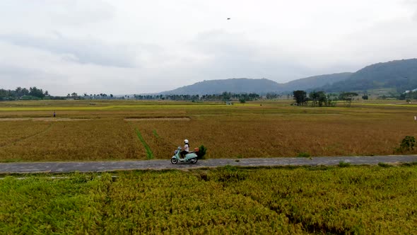 Aerial orbiting around woman without helmet driving Vespa on rural road between rice fields, Yogyaka alt