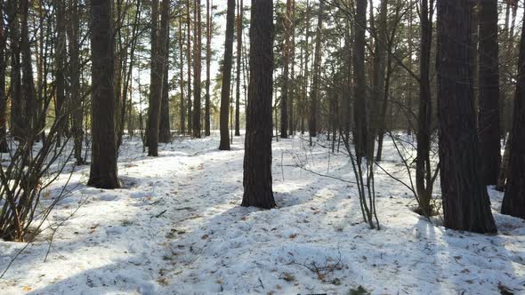 Camera Movement Through the Winter Forest and Spring Snow