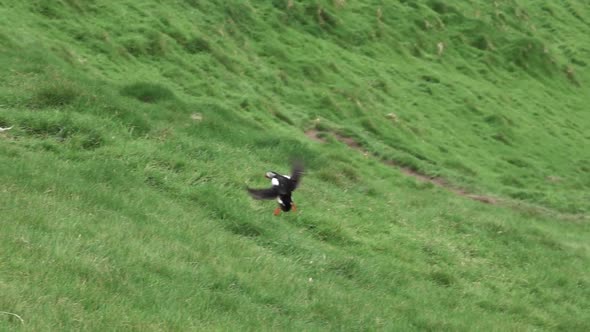 Puffin Landing Over the Hillside in Super Slow Motion
