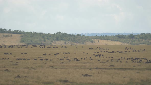 African savannah with gnus alt