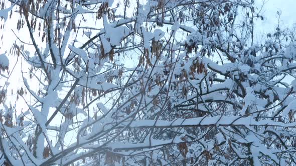 Town Park with Trees in the Snow alt