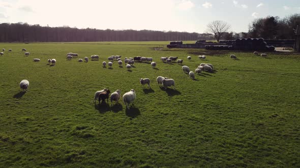 Farmland herd of sheep running over field, aerial moving forwards alt