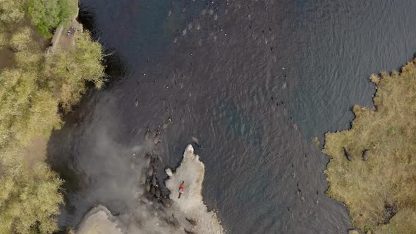 Buffaloes at Hörmetçi alt