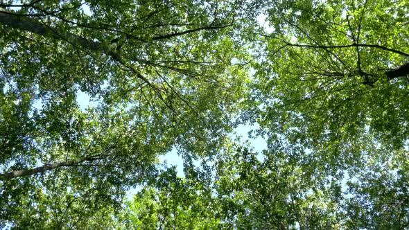 Tree Tops with Branches and Green Leaves on a Background of Blue Sky