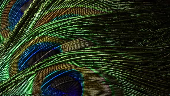 Very Beautiful Peacock Feathers, Natural Rotating Colorful Pattern, Macro Close-up View alt