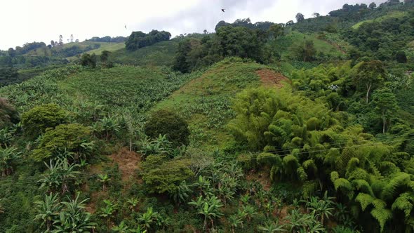 Banana and coffee plantations in the mountains of a farm alt