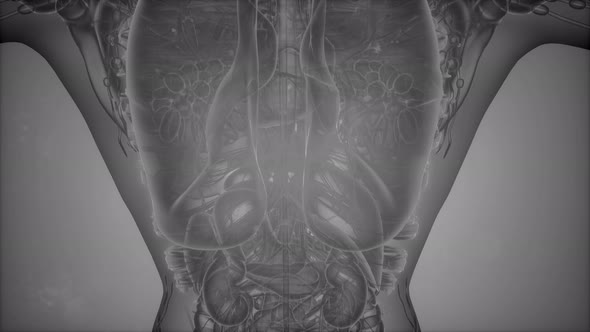 Anatomy Tomography Scan of Human Body alt